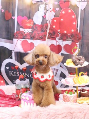 20250220茶々丸くん